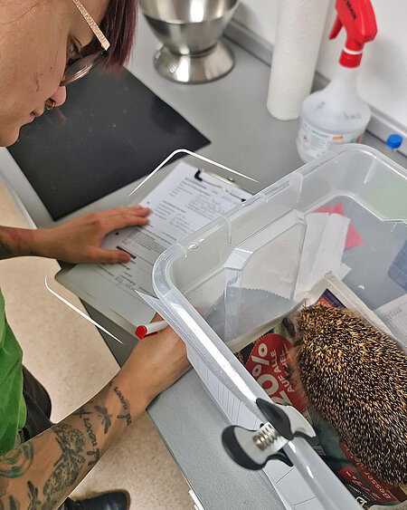 Die Mitarbeiterin schreibt etwas in ein Protokoll. Der Igel sitzt daneben in einer Transportbox des Igelzentrums.