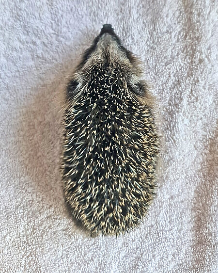 Unterentwickelter Jungigel Igel aus der Vogelperspektive auf einem weißen Handtuch; er hat einen großen Kopf und einen länglichen Körper