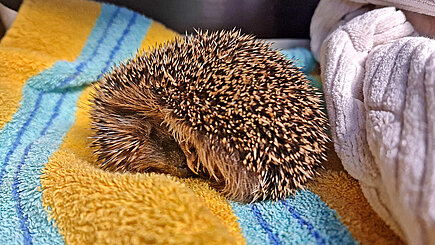 Ein kleiner Igel liegt auf Handtüchern in seiner Box.