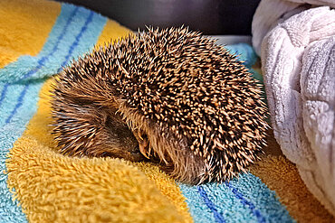 Ein kleiner Igel liegt auf Handtüchern in seiner Box.