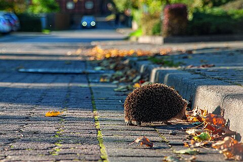 Die Gefahr von Autounfällen ist für Igel im Sommer besonders hoch.