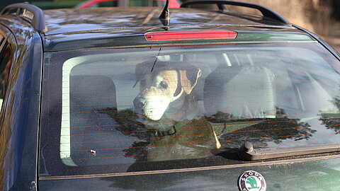 Hund im Auto
