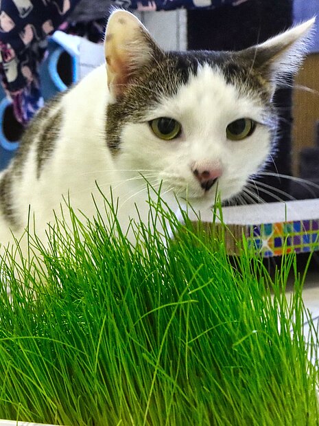 Katze vor Katzengras.