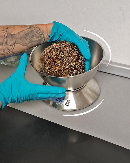 Der Igel wird in die Waage gesetzt.