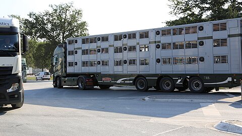 Tiertransport Tiertransport