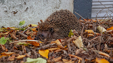 Ein Igel sitzt im Laub.
