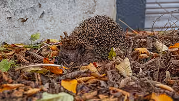 Ein Igel sitzt im Laub.