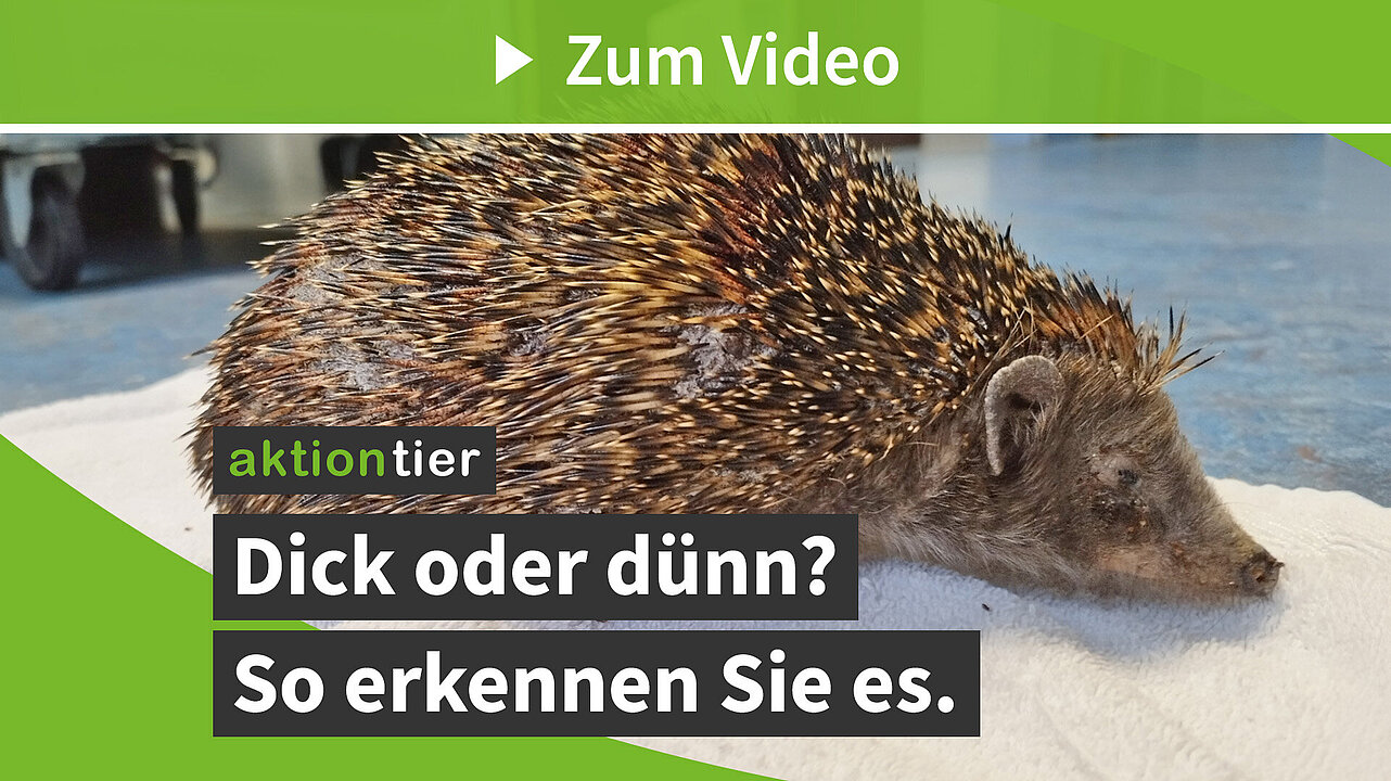 Untergewicht bei Igeln erkennen (aktion tier Igelzentrum Niedersachsen e. V.)