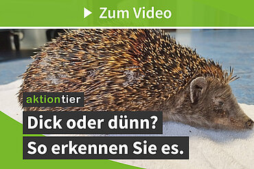 Untergewicht bei Igeln erkennen (aktion tier Igelzentrum Niedersachsen e. V.)
