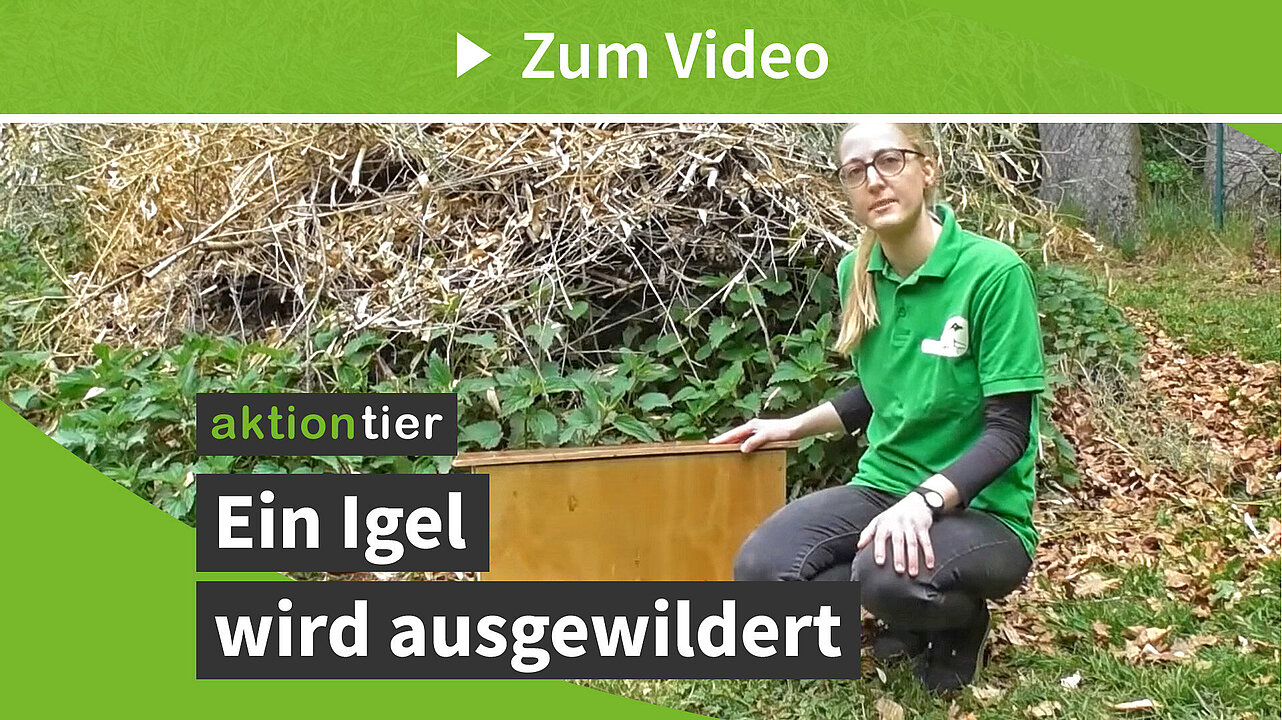 Ein Igel wird ausgewildert!