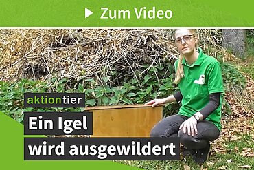 Ein Igel wird ausgewildert!