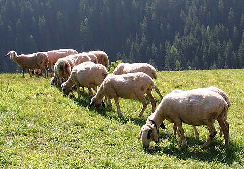 Villnösser Brillenschafe auf einer Alm in Südtirol