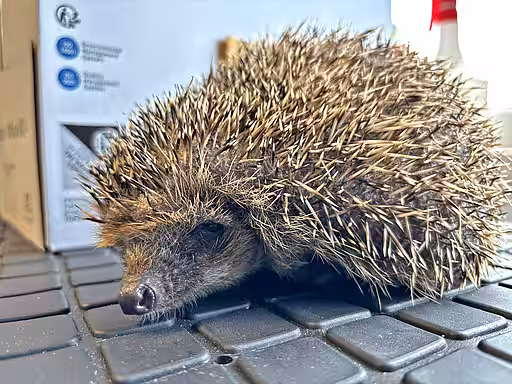Ein Igel sitzt auf einer Untersuchungsmatte.