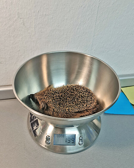 Magerer und unterkühlter Jungigel Ein Jungigel in der Waagschale