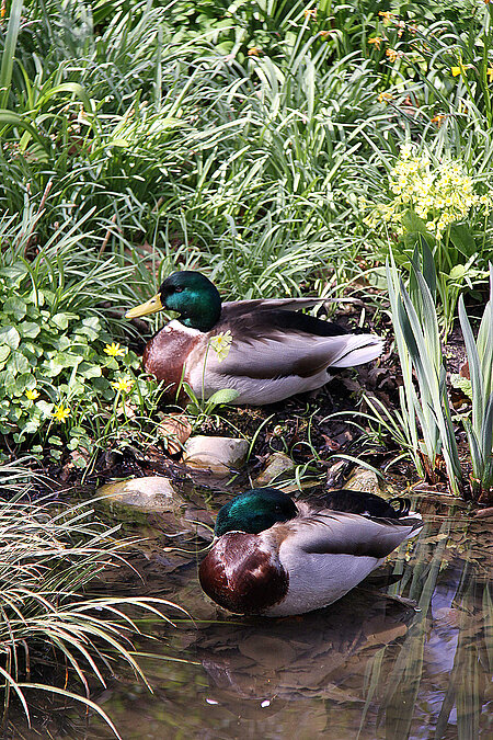Erpel im Stadtpark 