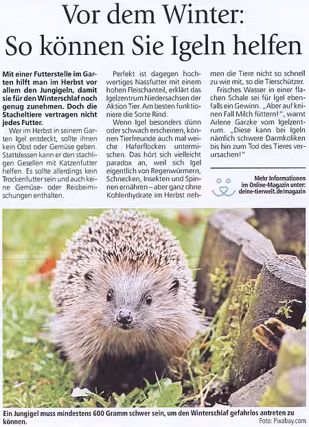 28. November 2020 | Marktspiegel Lehrte | So können Sie Igeln helfen