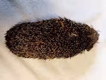 Wurstförmiger Körperbau und „Hungerknick“ im Nacken.