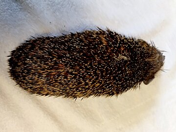 Wurstförmiger Körperbau und „Hungerknick“ im Nacken.