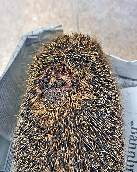Igel mit einer Wunde auf dem Rücken