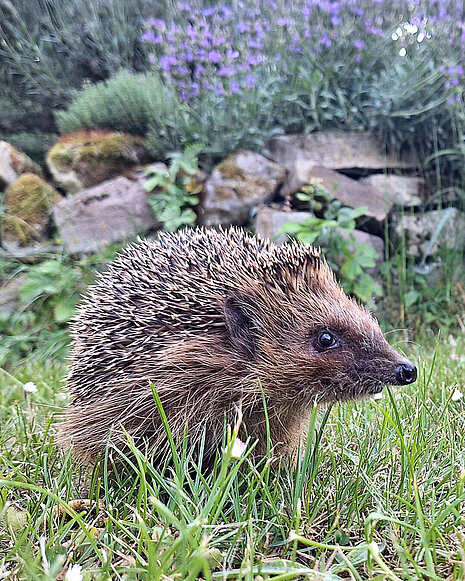 Ein Igel sitzt in einem Garten.