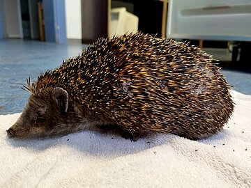 Abgemagerter Igel: