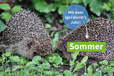 Sommerzeit für Igel