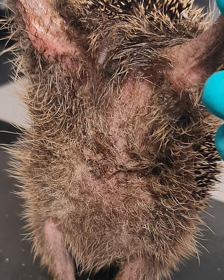Igelbauch mit nassem Fell und Fellverlust