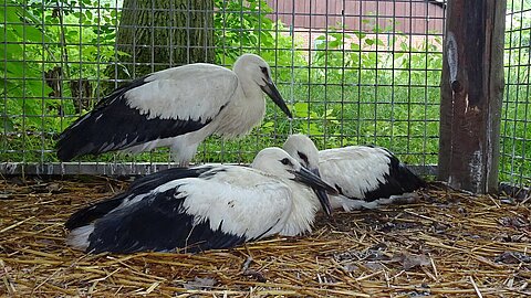 Jungstörche in der Wildtierstation Sachsenhagen