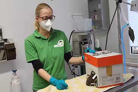 Tierärztin mit einem Igel