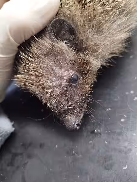 Igel mit verletzter Hornhaut