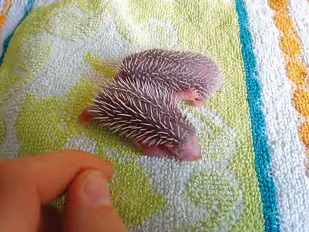 Mit ihren Stacheln zeigen die Säuglinge schon kurz nach der Geburt Abwehrbewegungen.