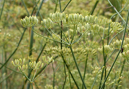 Fenchel