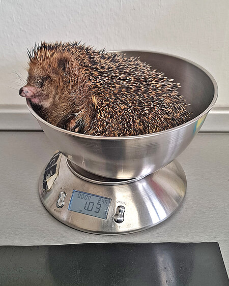 Altigel mit Schnupfen und Augenproblemen Ein größerer Igel auf der Waage