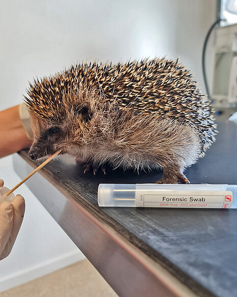 Ein Igel mit einem Wattestäbchen im Maul.