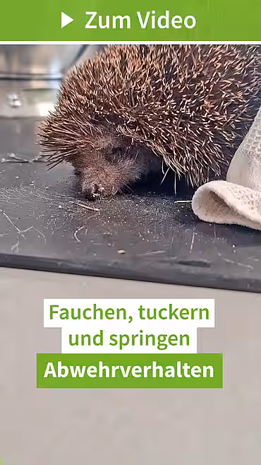 Fauchen, Tuckern und Springen: Abwehrverhalten beim Igel (Igelzentrum Niedersachsen)