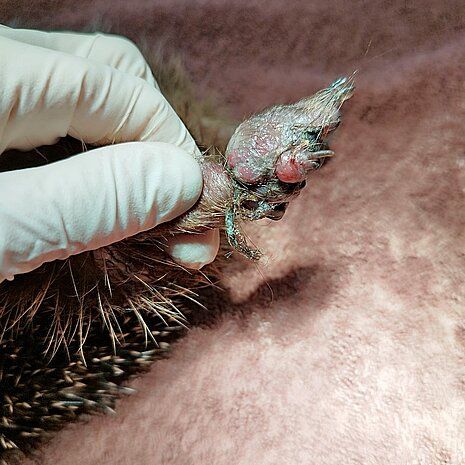 Bei der Ankunft hatte ein Igel verschnürte Beine.