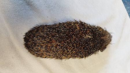 Abgemagerter Igel