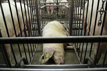 Schwein im Schweinehochhaus 