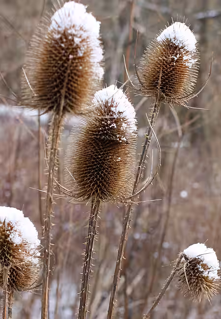 Wilden Karde Wilden Karde