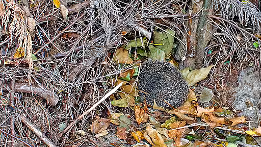 Warum halten Igel Winterschlaf? Ein Jungigel im Unterholz