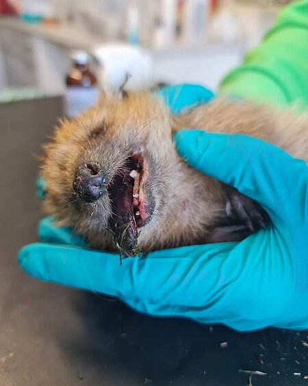 Ein Igel wird in Narkose untersucht und es ist eine schwarze Zunge zu sehen.