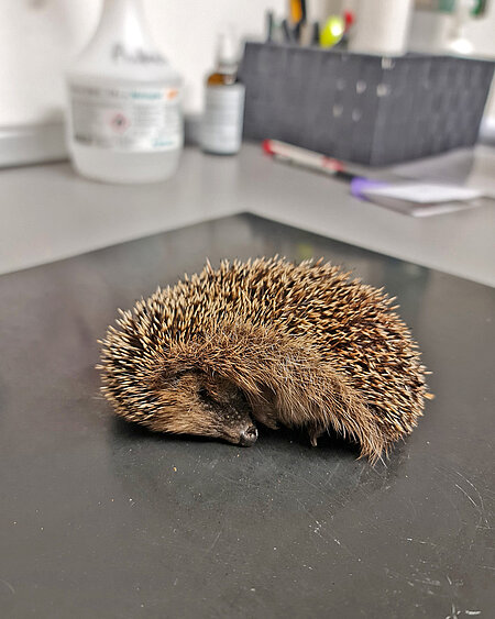 Magerer Jungigel Ein Jungigel liegt halb zusammengerollt auf der Untersuchungsmatte