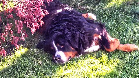 Berner Sennenhund