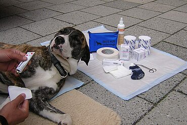 Erste-Hilfe kann Leben retten – auch das Ihres Hundes! Erste-Hilfe kann Leben retten – auch das Ihres Hundes!