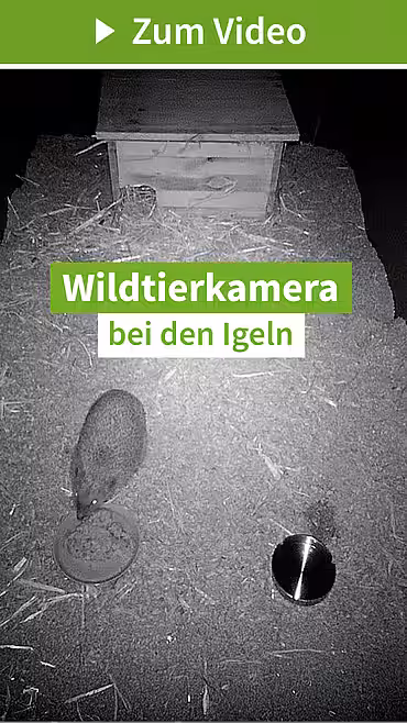Unsere Wildtierkamera im Igelzentrum Niedersachsen