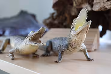 Verbotene Krokodil Souvenirs