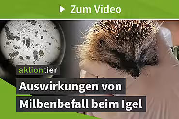 Auswirkungen von Milbenbefall auf Igel (aktion tier-Igelzentrum)