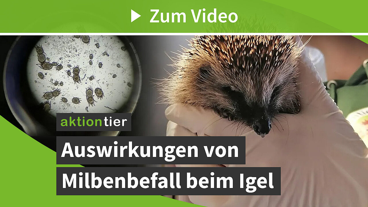 Auswirkungen von Milbenbefall auf Igel (aktion tier-Igelzentrum)