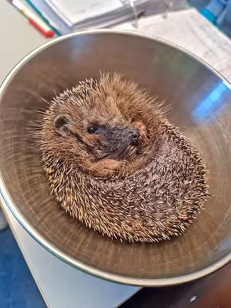Ein Igel in einer Waagschale