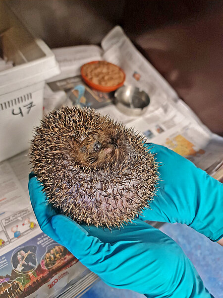 Jeder der bis zu 105 Igel wird täglich kontrolliert. Zwei behandschuhte Hände halten einen eingekugelten Igel.